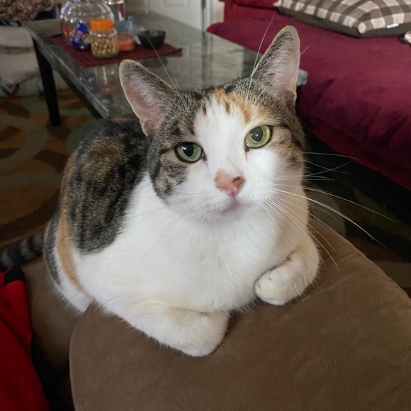 😻 MY 3 BABY GIRLS 😻 - Picture 2 of 12